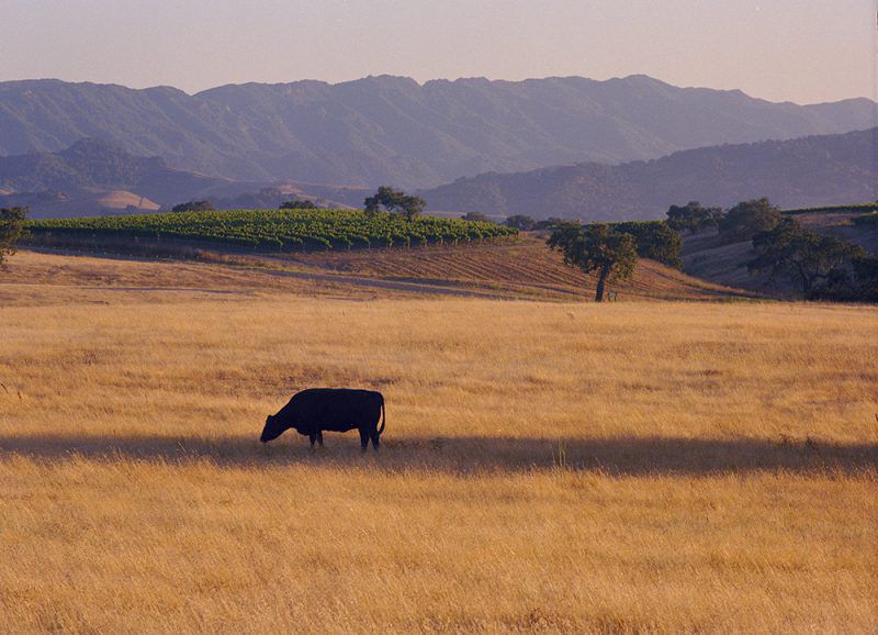 Gainey Vineyard